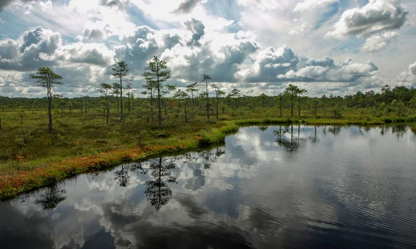 Landscape Black Swamp Lakes Surrounded Small Pine Birch Trees Green — Stock Photo, Image