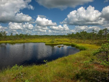 beyaz bulutlar ve güzel yansımaları ile bataklık renkli görünümü, Letonya