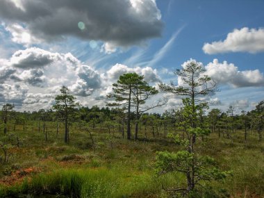 beyaz bulutlar ve güzel yansımaları ile bataklık renkli görünümü, Letonya
