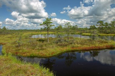 beyaz bulutlar ve güzel yansımaları ile bataklık renkli görünümü, Letonya