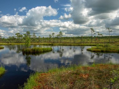 beyaz bulutlar ve güzel yansımaları ile bataklık renkli görünümü, Letonya