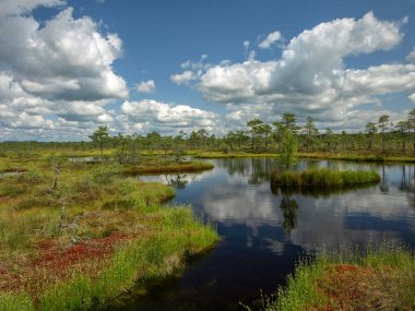 beyaz bulutlar ve güzel yansımaları ile bataklık renkli görünümü, Letonya