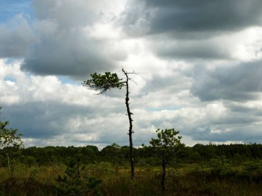 küçük çam ve huş ağaçları ve mavi gökyüzü ve güzel bulutlar ve yansımaları ile yeşil yosun ile çevrili siyah bataklık gölleri ile manzara , Letonya