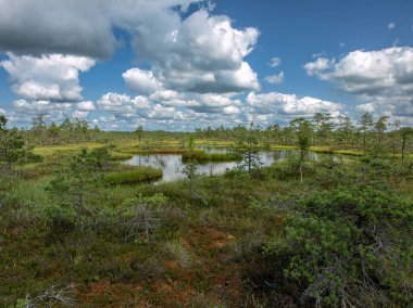 beyaz bulutlar ve güzel yansımaları ile bataklık renkli görünümü, Letonya