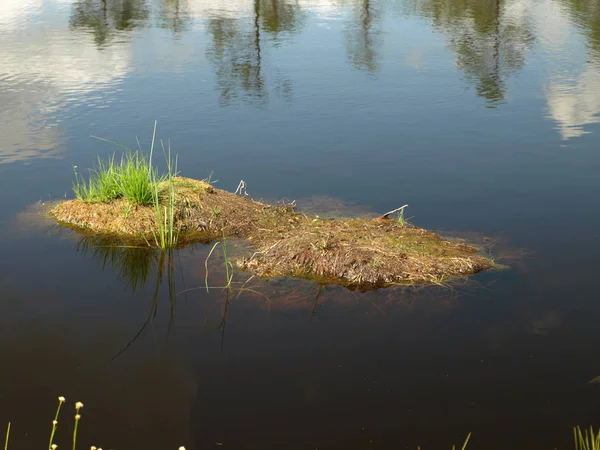 Черная Болотная Вода Различными Болотными Растениями Мхом — стоковое фото