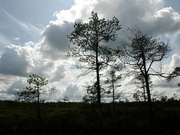 五颜六色的沼泽与白云和美丽的反射视图 拉脱维亚 — 图库照片
