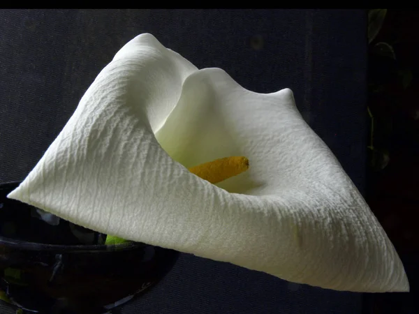 Vit Callas Blomma Närbild Uttalad Kronblad Konsistens Mörk Bakgrund — Stockfoto