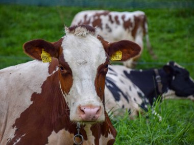 inekler çayırda ot yemek