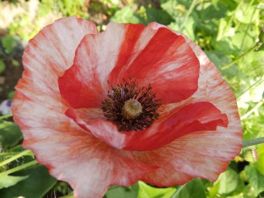 yakın çekimde güzel ve basit haşhaş çiçekleri