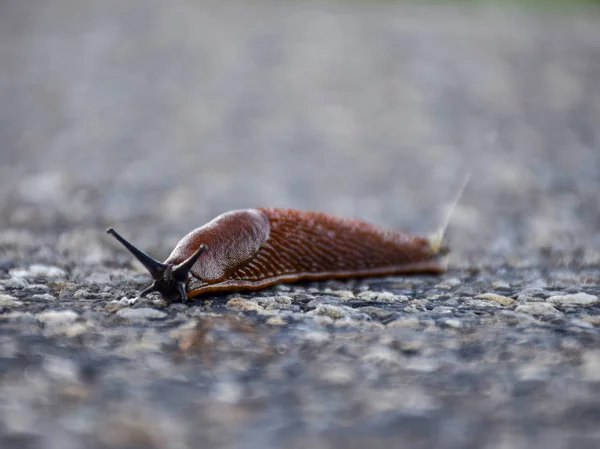 沥青上的棕色蜗牛 模糊背景 — 图库照片