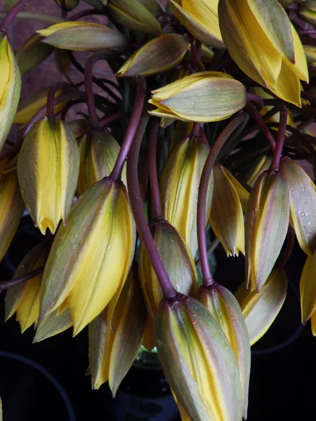 Flor Plena Floração Close Macro Pétalas Flores Textura Abstrata — Fotografia de Stock