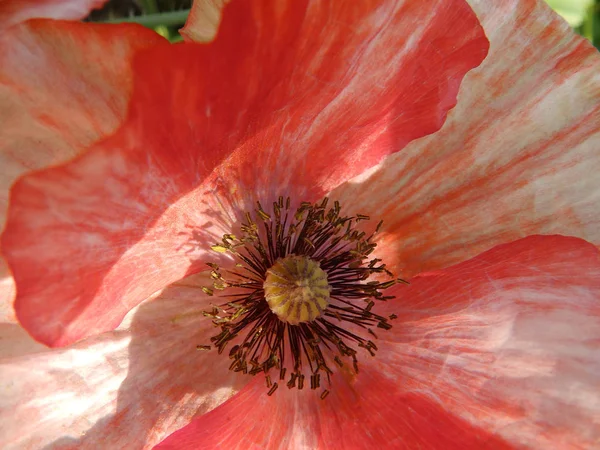 Mooie Eenvoudige Poppy Bloemen Close — Stockfoto