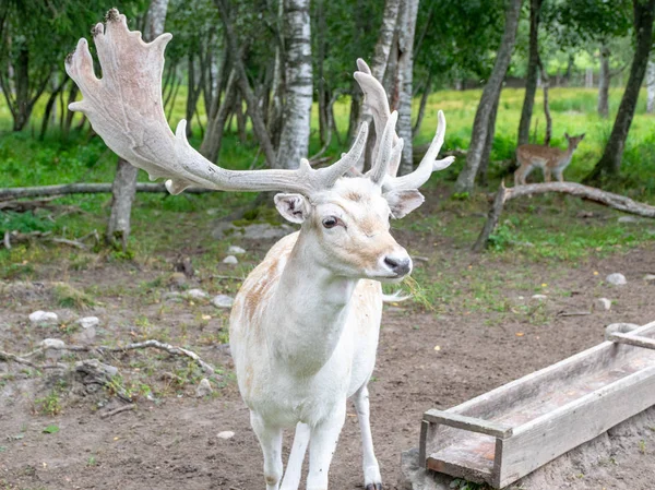 Mooie Hert Portret Grote Hoorns Hoofd Herten Tuin Letland — Stockfoto