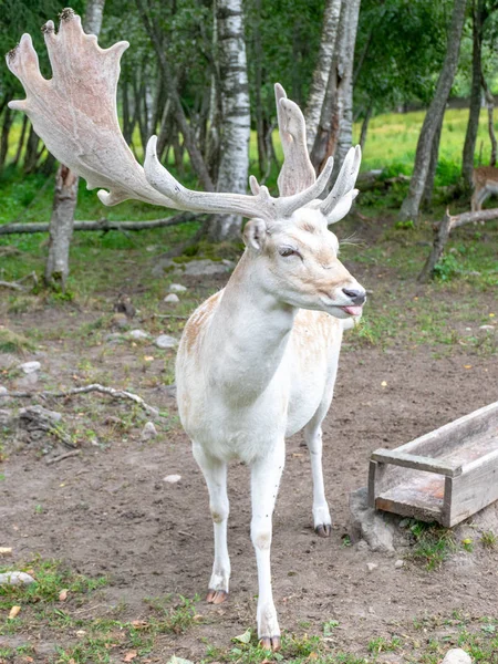 Hermoso Retrato Ciervo Cuernos Grandes Cabeza Jardín Ciervos Letonia — Foto de Stock