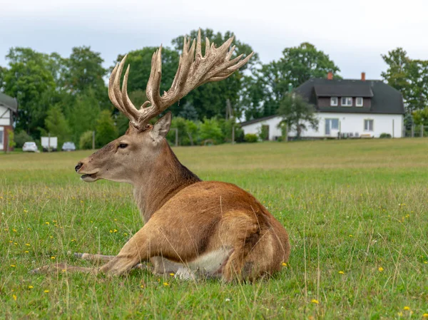 Belo Retrato Veados Grandes Chifres Cabeça Jardim Veados Letónia — Fotografia de Stock