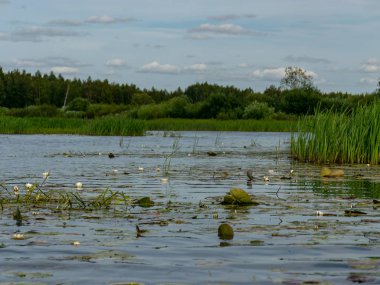 Burtnieki Gölü'ne akan Seda Nehri ile güzel manzara. Güzel güneşli yaz günü, Letonya