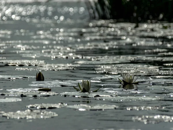 Зеленый Берег Реки Спокойной Водой Белой Водой Роз — стоковое фото