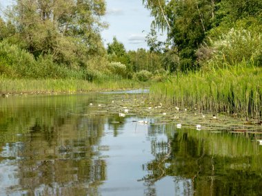 Burtnieki Gölü'ne akan Seda Nehri ile manzara. Güzel güneşli yaz günü, Letonya