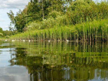 Burtnieki Gölü'ne akan Seda Nehri ile güzel manzara. Güzel güneşli yaz günü, Letonya