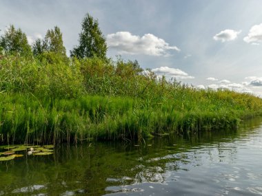 Burtnieki Gölü'ne akan Seda Nehri ile güzel manzara. Güzel güneşli yaz günü, Letonya