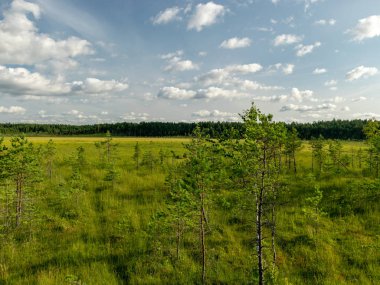 Oleri bataklık görünümü, bataklık patika ve gözetleme kulesi, yeşil bataklık çim, Letonya
