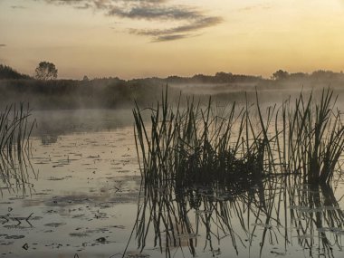 güneş ışığında yeşil çim ile fantastik sisli nehir bulanıklık. Salaca nehri, Burtnieks Gölü, Letonya