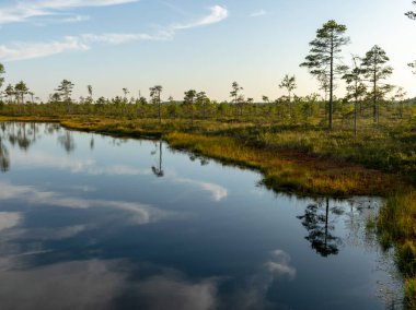 küçük bataklık gölleri ile güzel manzara, harika yansıması , beyaz bulutlar, Nigula bataklık, Estonya