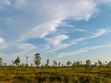 bataklık günbatımı renkleri ile manzara, ağaç siluetleri, bataklık çim, Nigula bataklık, Estonya