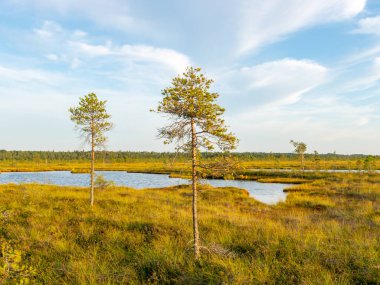bataklık günbatımı renkleri ile manzara, ağaç siluetleri, bataklık çim, Nigula bataklık, Estonya