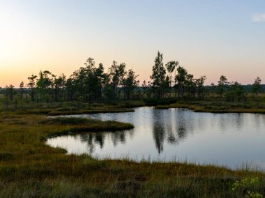 bataklık manzara, gün batımı zamanı, güzel renkler, bataklık gölleri, adalar ve ağaç siluetleri, Nigula bataklık, Estonya