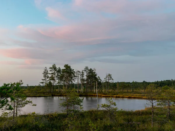 bataklık manzara, gün batımı zamanı, güzel renkler, bataklık gölleri, adalar ve ağaç siluetleri, Nigula bataklık, Estonya