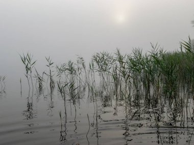 Augstroze Lielezers gölünün bulanık arka planı ön planda kalın ağaçlar ve uzakta sis, Letonya