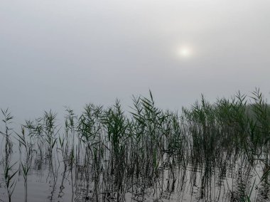 Augstroze Lielezers gölünün bulanık arka planı ön planda kalın ağaçlar ve uzakta sis, Letonya