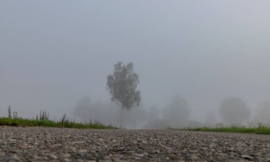 sis manzara, bulanık kontür, sis, ağaç silueti, bulanık yol hatları ile parlayan güneş