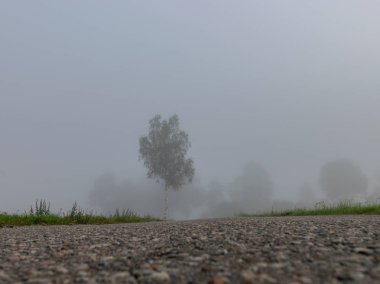 sis manzara, bulanık kontür, sis, ağaç silueti, bulanık yol hatları ile parlayan güneş