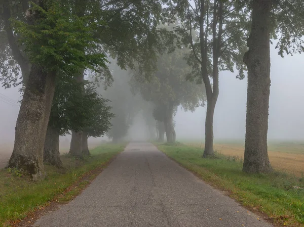 Neblige Landschaft Mit Baumallee Baumsilhouetten Nebel Lettland — Stockfoto