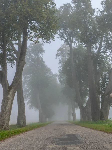 misty landscape with tree alley, tree silhouettes in mist, Latvia