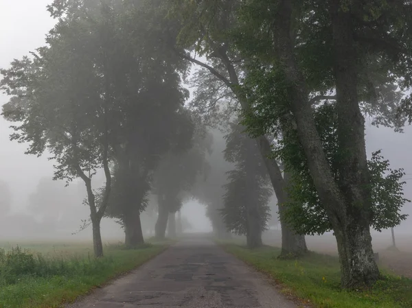 Misty Landscape Tree Alley Tree Silhouettes Mist Latvia — Stock Photo, Image