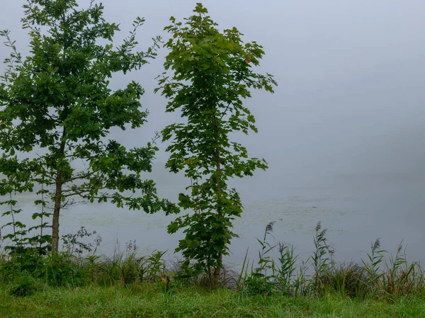 Туманный Пейзаж Размытые Контуры Солнце Сияющее Сквозь Туман Силуэт Деревьев — стоковое фото