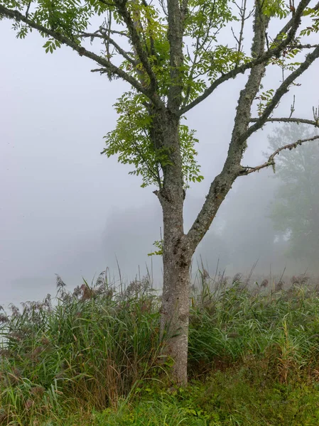 Paysage Brouillard Contours Flous Soleil Qui Brille Dans Brouillard Silhouette — Photo