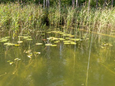 Göl ön planda nilüfer yaprakları ile yaz aylarında esen bulutların altında yeşil parlar, Valdis Gölü, Turna, Letonya