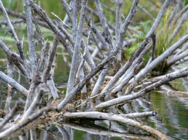 su da kuru ladin dalları ile soyut resim, dokular için uygun