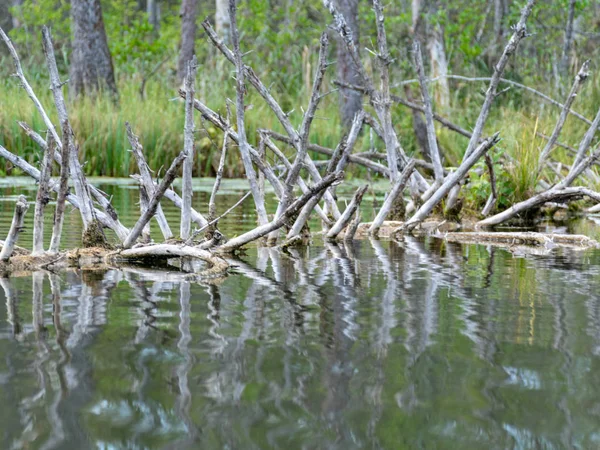 Dziki Widok Jezioro Suche Gałęzie Drzew Wodzie Porośnięte Brzegi Dzika — Zdjęcie stockowe