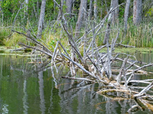 Wilder Seeblick Trockene Äste Wasser Zugewachsene Ufer Wildes Gras Und — Stockfoto