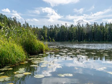 Göl ön planda nilüfer yaprakları ile yaz aylarında esen bulutların altında yeşil parlar, Valdis Gölü, Turna, Letonya
