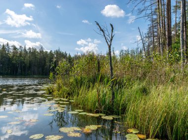 Göl ön planda nilüfer yaprakları ile yaz aylarında esen bulutların altında yeşil parlar, Valdis Gölü, Turna, Letonya