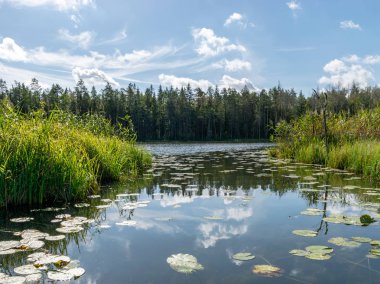 Göl ön planda nilüfer yaprakları ile yaz aylarında esen bulutların altında yeşil parlar, Valdis Gölü, Turna, Letonya