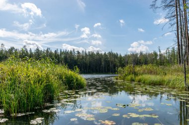 güzel göl manzarası, güzel gökyüzü, Beyaz bulutlar ile mavi gökyüzüne karşı Sakin göl yansıması, Valdis gölü, Turna, Letonya