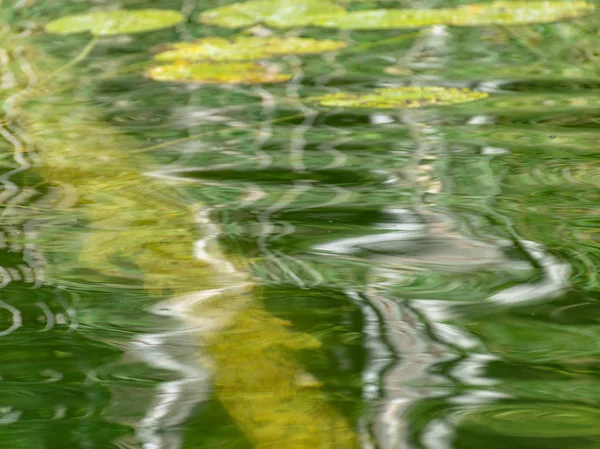 Абстрактная Картина Подводными Растениями Отражениями Красивыми Цветами Подходящими Текстур — стоковое фото