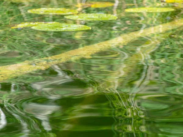 sualtı bitkileri, yansımaları, güzel renkler, dokular için uygun soyut resim